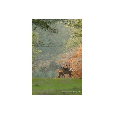 Affiche L'automne à l'orée des bois - papier - 55  x 70 cm