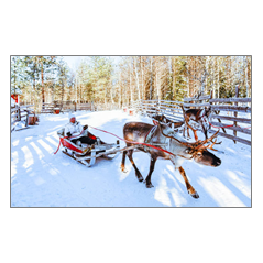 Visuel imprimé Laponie Renne - 40 x 30cm sur support bristol 350 gr