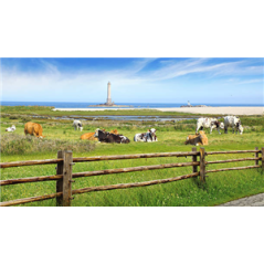 Visuel imprimé Normandie Pâture - 40 x 30 cm sur bristol 350 gr