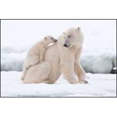 Visuel imprimé Blanc Ours Polaires - 40 x 30cm sur support bristol 350 gr