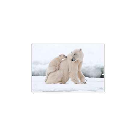 Visuel imprimé Blanc Ours Polaires - 40 x 30cm sur support bristol 350 gr
