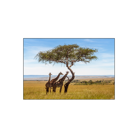 Visuel imprimé Afrique du Sud Girafes - 30 x 30 cm sur bristol 350 gr