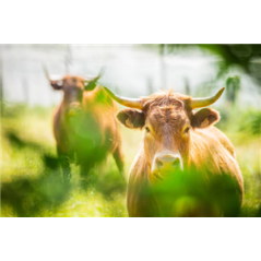 Visuel imprimé Auvergne Vache 30 x 40 cm sur bristol