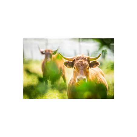 Visuel imprimé Auvergne Vache 30 x 40 cm sur bristol