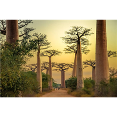 Visuel imprimé Madagascar Baobab - 40 x 30cm sur support bristol 350 gr