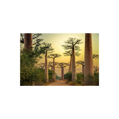 Visuel imprimé Madagascar Baobab - 40 x 30cm sur support bristol 350 gr