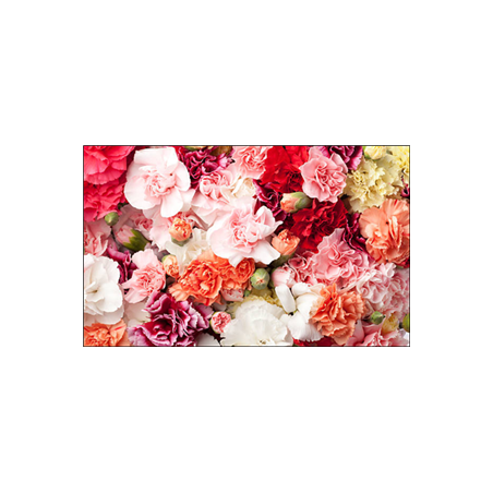 Visuel imprimé Rose Fleurs - 40 x 30cm sur support bristol 350 gr