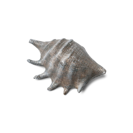 Coquillage gris naturel 12 x 8cm