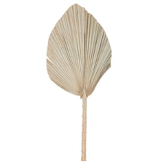 Feuille de palme séchée naturelle éventail 60 x 30cm