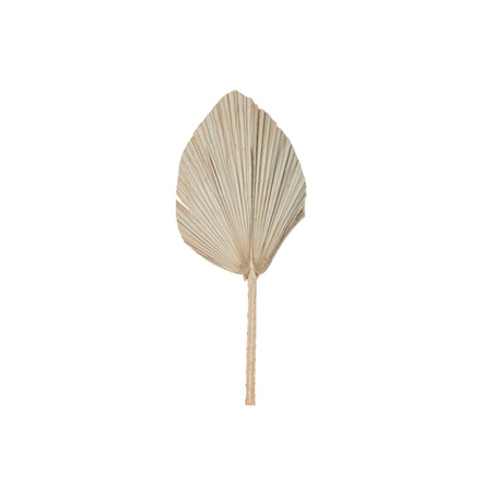 Feuille de palme séchée naturelle éventail 60 x 30cm