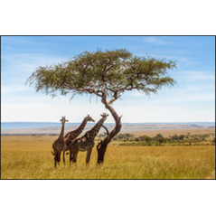 Visuel imprimé Afrique du Sud Girafes - 30 x 30 cm sur bristol 350 gr