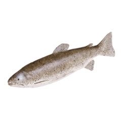 Truite - pvc - longueur 33 cm