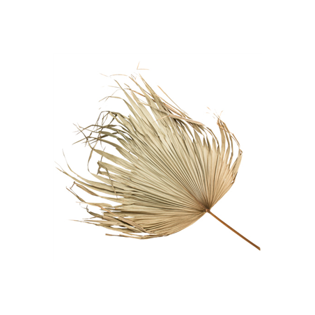 Feuille de palmier naturelle 97 x 70 cm